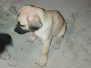 Cachorro raça Labrador idade 2 a 6 meses nome Lola