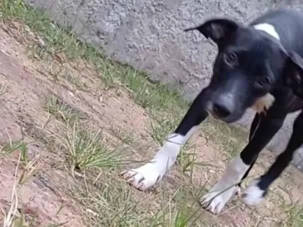 Cachorro raça SRD-ViraLata idade 2 a 6 meses nome Cadelinha