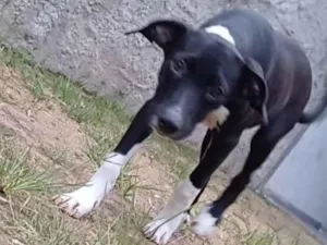 Cachorro raça SRD-ViraLata idade 2 a 6 meses nome Cadelinha