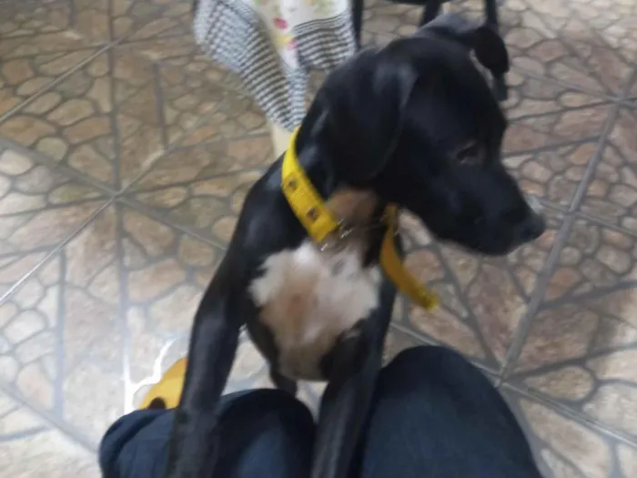 Cachorro raça Fila idade 2 a 6 meses nome Pandora 