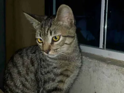 Gato raça SRD-ViraLata idade 7 a 11 meses nome Tigresa