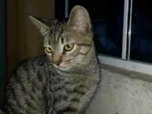 Gato raça SRD-ViraLata idade 7 a 11 meses nome Tigresa