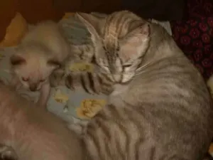 Gato raça Siamês idade 2 anos nome Sofia 