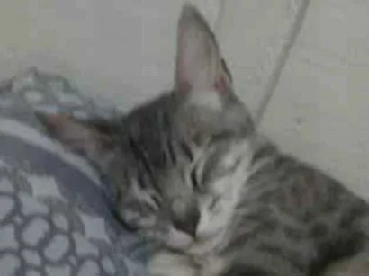 Gato raça SRD-ViraLata idade 1 ano nome Tigreza