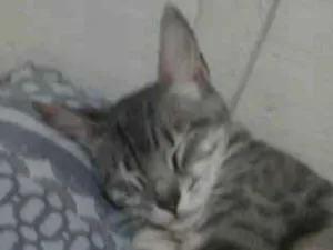 Gato raça SRD-ViraLata idade 1 ano nome Tigreza