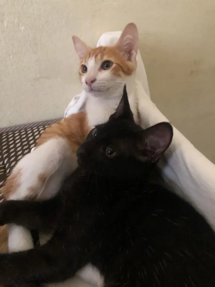 Gato raça SRD-ViraLata idade 2 a 6 meses nome Savio