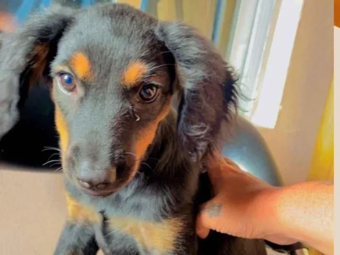 Cachorro raça SRD-ViraLata idade 2 a 6 meses nome Maya