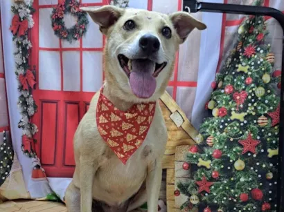 Cachorro raça SRD-ViraLata idade 6 ou mais anos nome Belinha