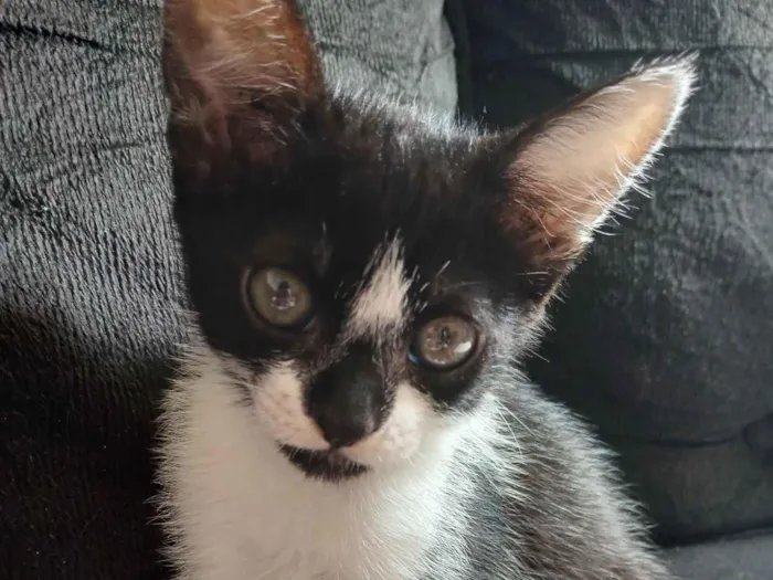 Gato raça SRD-ViraLata idade Abaixo de 2 meses nome Marie 