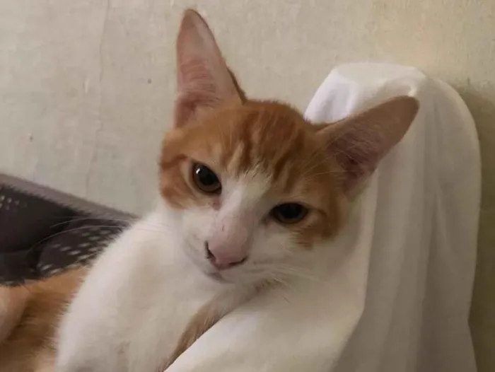 Gato raça SRD-ViraLata idade 2 a 6 meses nome Savio