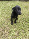 Cachorro raça SRD-ViraLata idade 2 a 6 meses nome Luna 