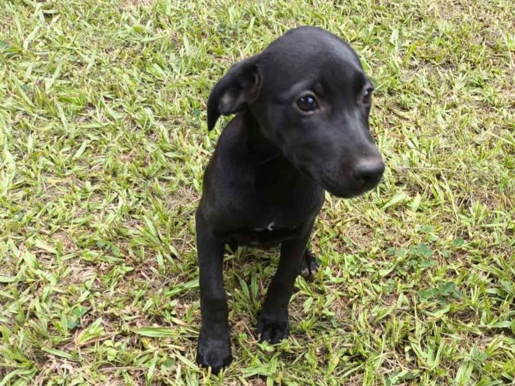 Cachorro raça SRD-ViraLata idade 2 a 6 meses nome Luna 