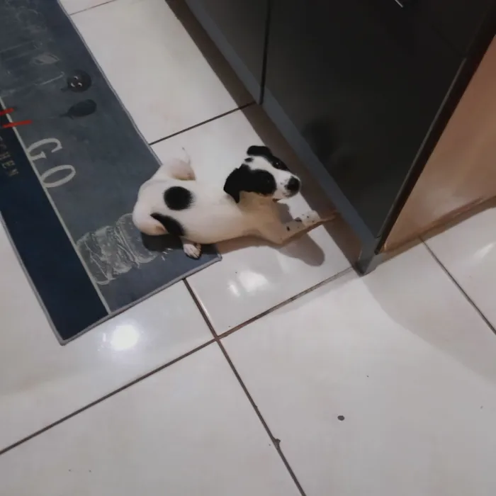 Cachorro raça SRD-ViraLata idade 2 a 6 meses nome LUANA TAINA FERNANDES NASCIMENTO DE ALENCAR