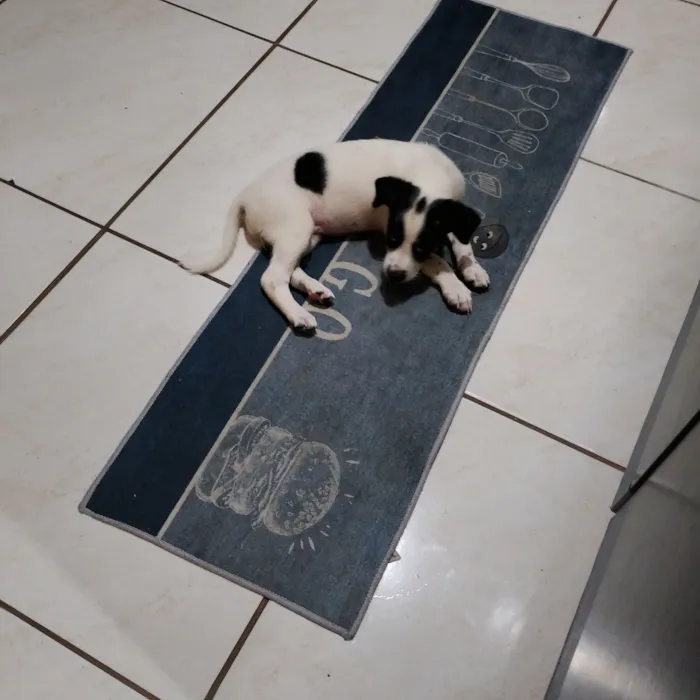 Cachorro raça SRD-ViraLata idade 2 a 6 meses nome LUANA TAINA FERNANDES NASCIMENTO DE ALENCAR