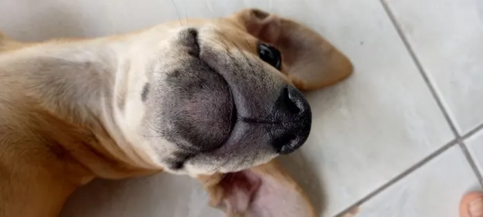 Cachorro raça SRD-ViraLata idade 7 a 11 meses nome Tchule