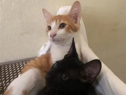 Gato raça SRD-ViraLata idade 2 a 6 meses nome Junior