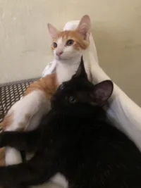 Gato raça SRD-ViraLata idade 2 a 6 meses nome Junior