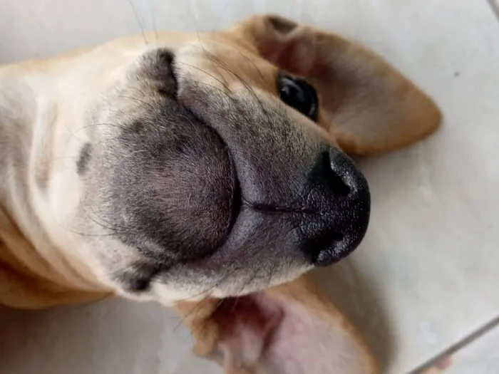 Cachorro raça SRD-ViraLata idade 7 a 11 meses nome Tchule