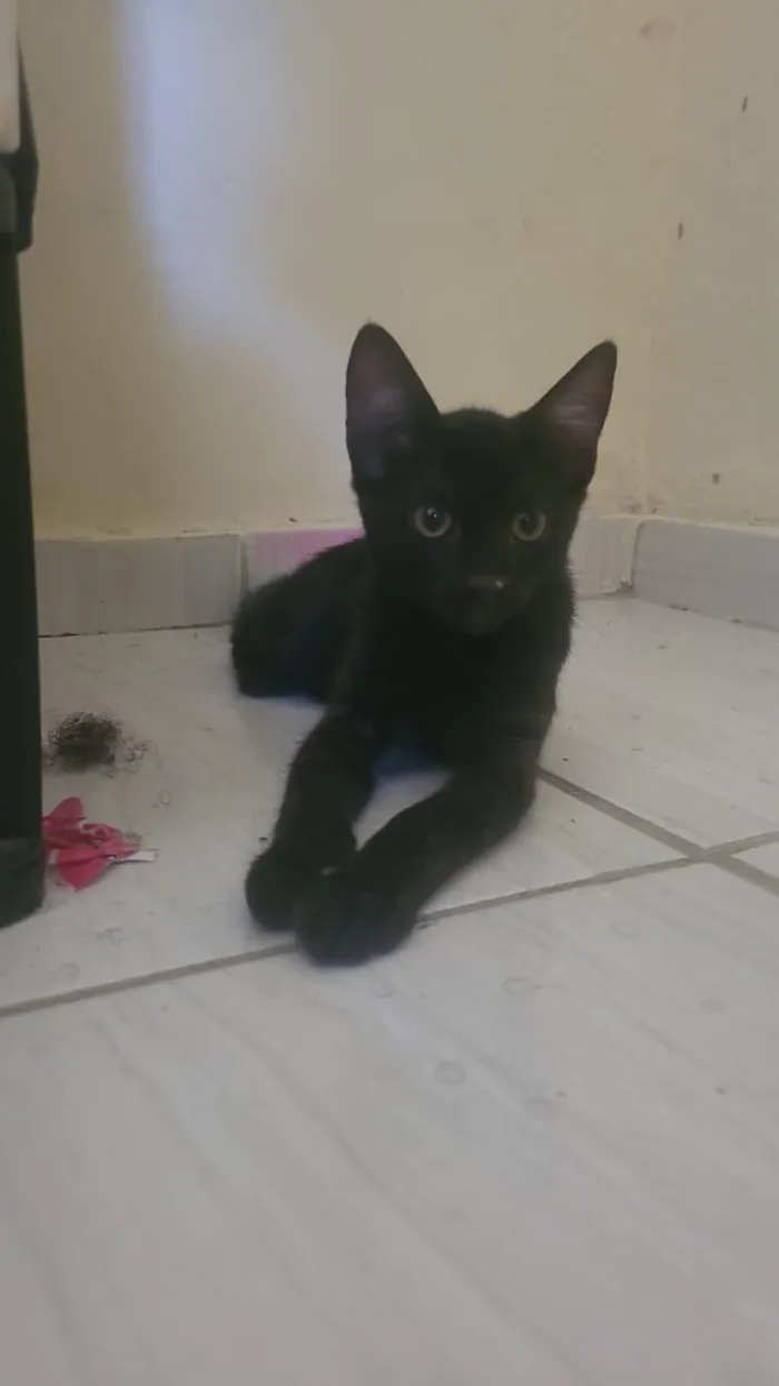 Gato raça SRD-ViraLata idade 2 a 6 meses nome Junior