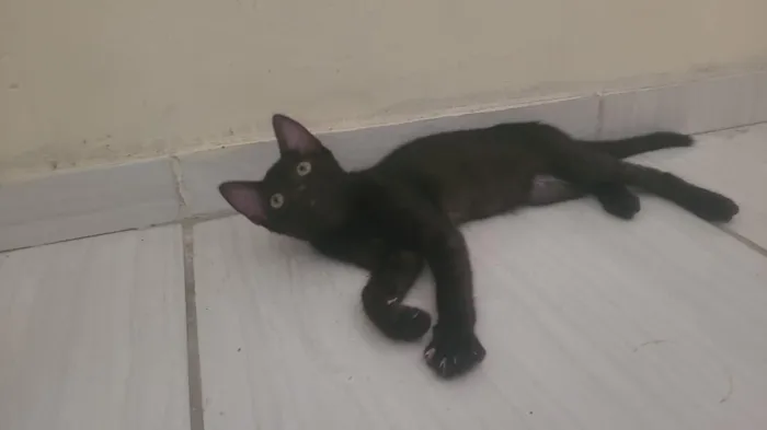 Gato raça SRD-ViraLata idade 2 a 6 meses nome Junior