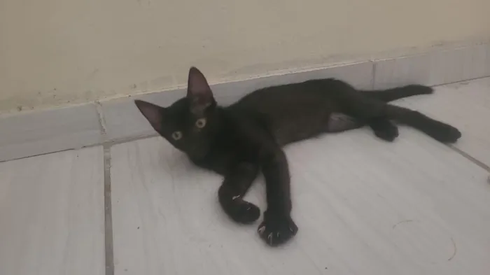 Gato raça SRD-ViraLata idade 2 a 6 meses nome Junior