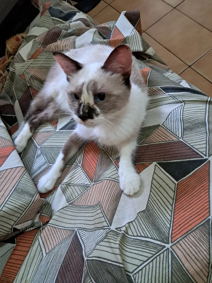 Gato raça SRD-ViraLata idade 1 ano nome Tina