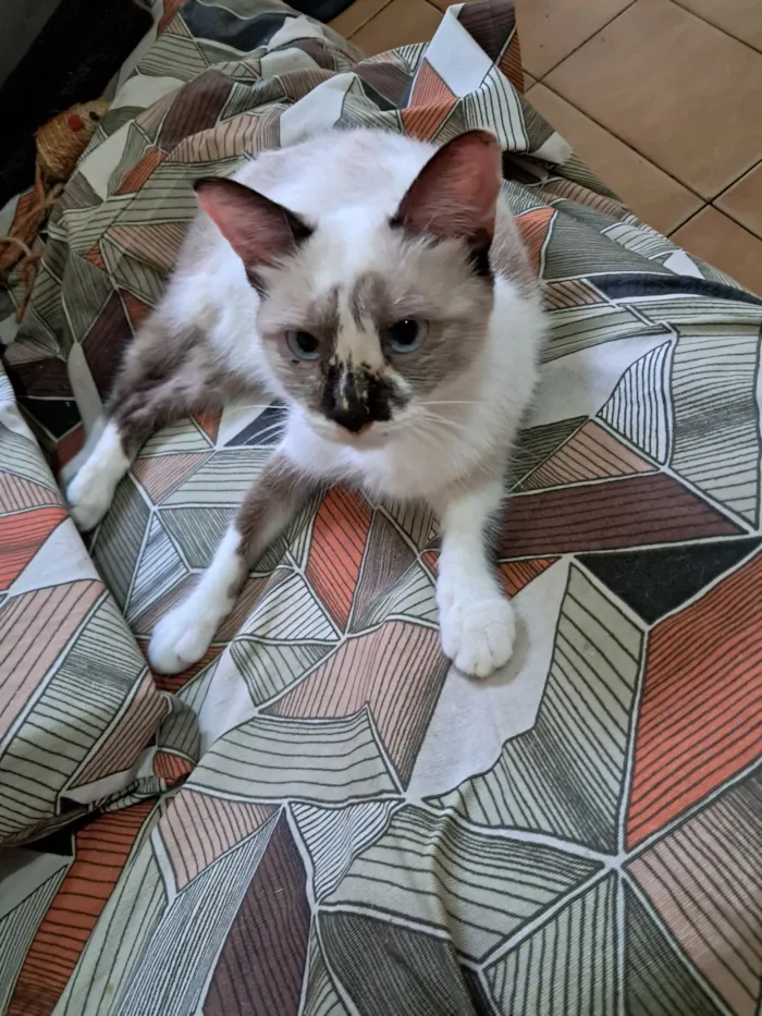 Gato raça SRD-ViraLata idade 1 ano nome Tina