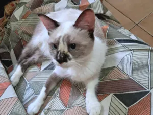 Gato raça SRD-ViraLata idade 1 ano nome Tina