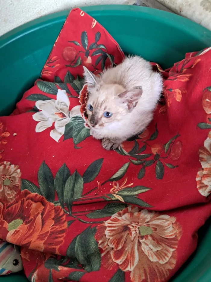 Gato raça SRD-ViraLata idade 2 a 6 meses nome Yuri