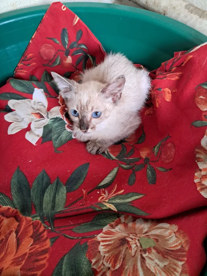 Gato raça SRD-ViraLata idade 2 a 6 meses nome Yuri