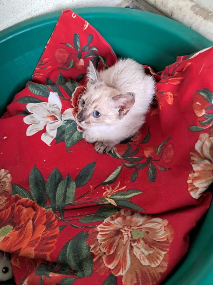 Gato raça SRD-ViraLata idade 2 a 6 meses nome Yuri