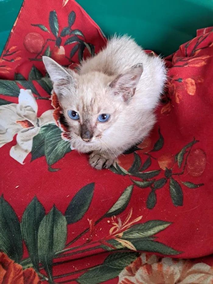 Gato raça SRD-ViraLata idade 2 a 6 meses nome Yuri