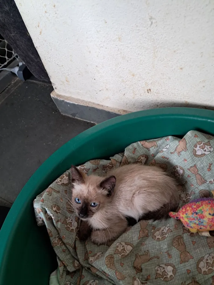 Gato raça SRD-ViraLata idade 2 a 6 meses nome Yago 