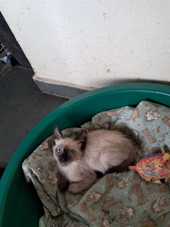 Gato raça SRD-ViraLata idade 2 a 6 meses nome Yago 