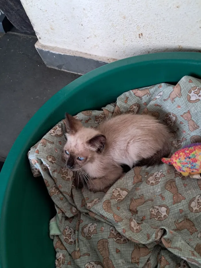 Gato raça SRD-ViraLata idade 2 a 6 meses nome Yago 