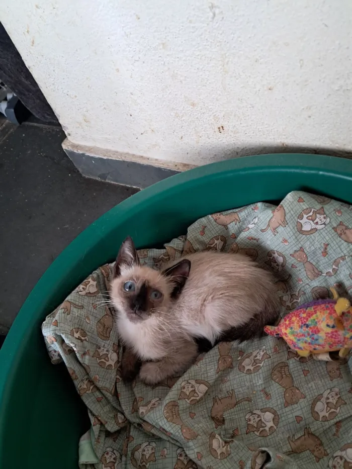 Gato raça SRD-ViraLata idade 2 a 6 meses nome Yago 