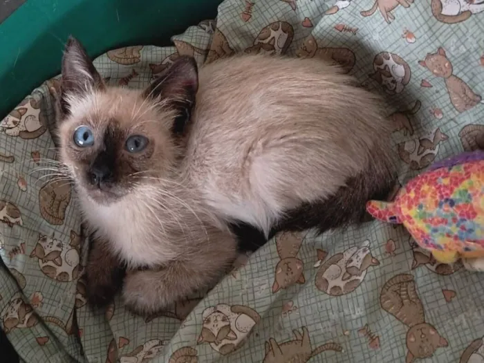 Gato raça SRD-ViraLata idade 2 a 6 meses nome Yago 