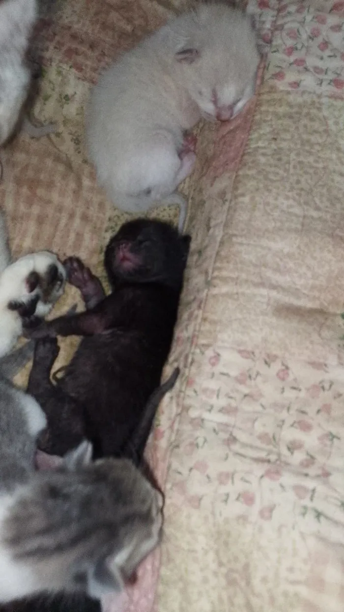 Gato raça Siamês idade 2 a 6 meses nome Laisa Gomes