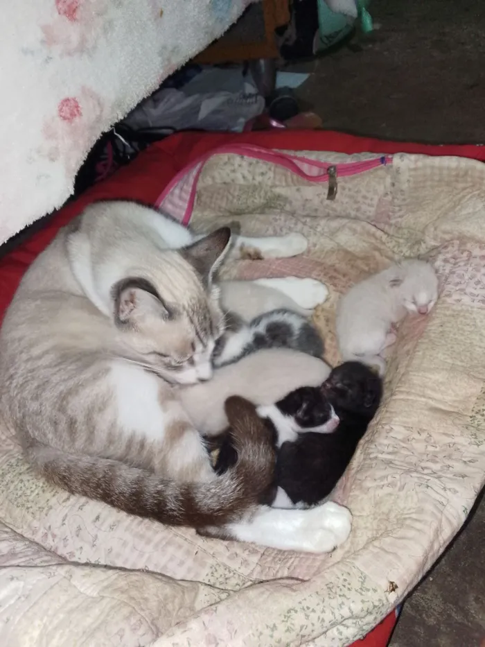 Gato raça Siamês idade 2 a 6 meses nome Laisa Gomes