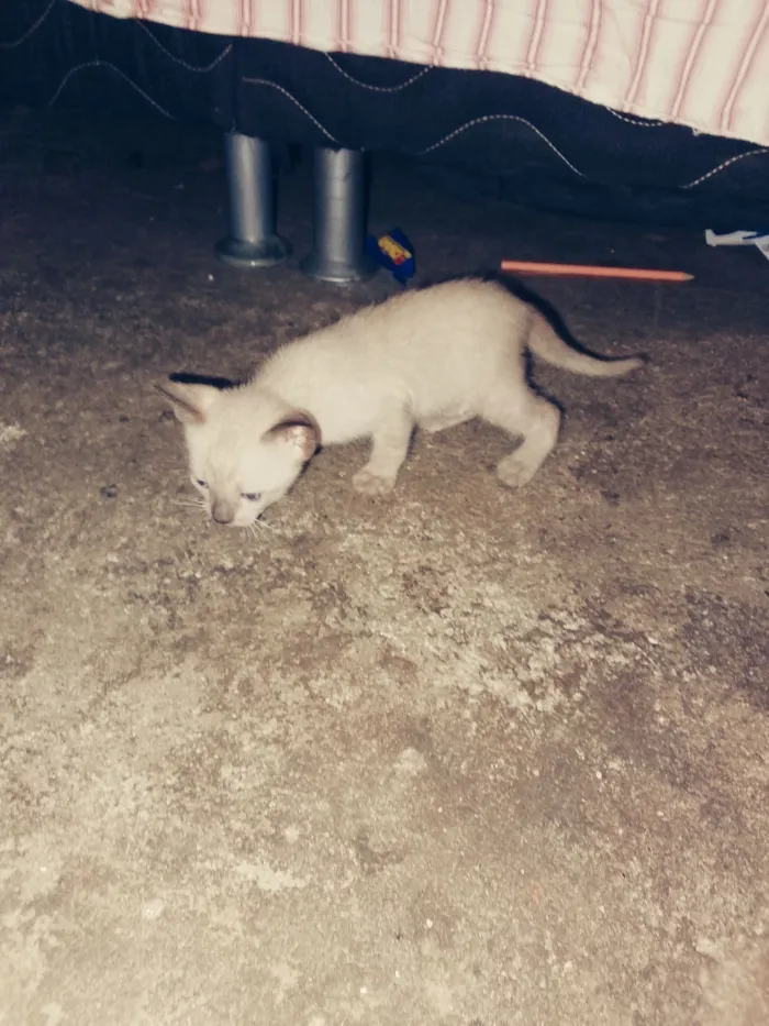 Gato raça Siamês idade 2 a 6 meses nome Laisa Gomes