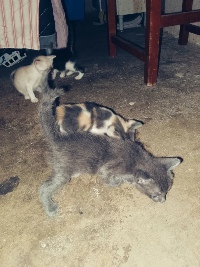 Gato raça Siamês idade 2 a 6 meses nome Laisa Gomes