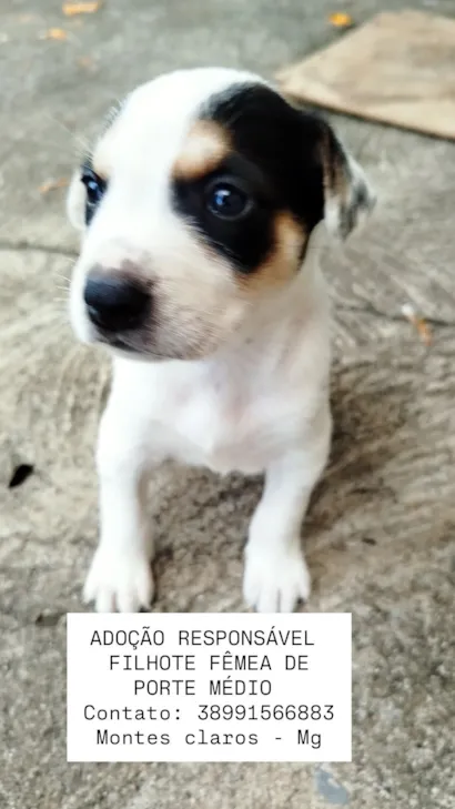 Cachorro raça SRD-ViraLata idade Abaixo de 2 meses nome Filhotes para adoção responsável 