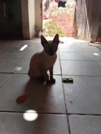 Gato raça Siamês idade 2 a 6 meses nome Laisa Gomes