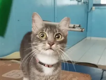 Gato raça SRD-ViraLata idade 7 a 11 meses nome Miranda