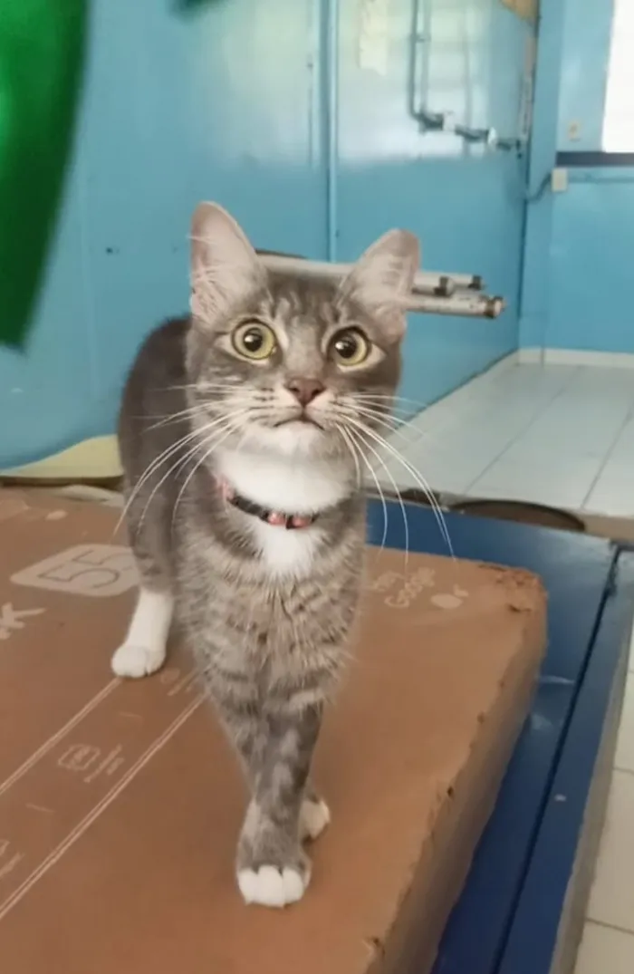 Gato raça SRD-ViraLata idade 7 a 11 meses nome Miranda