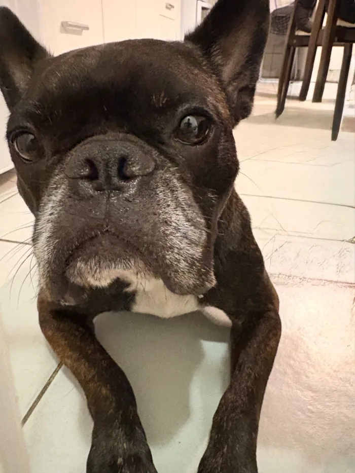 Cachorro raça Bulldog idade 3 anos nome Bruce 