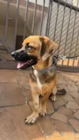 Cachorro raça SRD-ViraLata idade 1 ano nome Buck