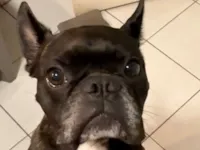 Cachorro raça Bulldog idade 3 anos nome Bruce 