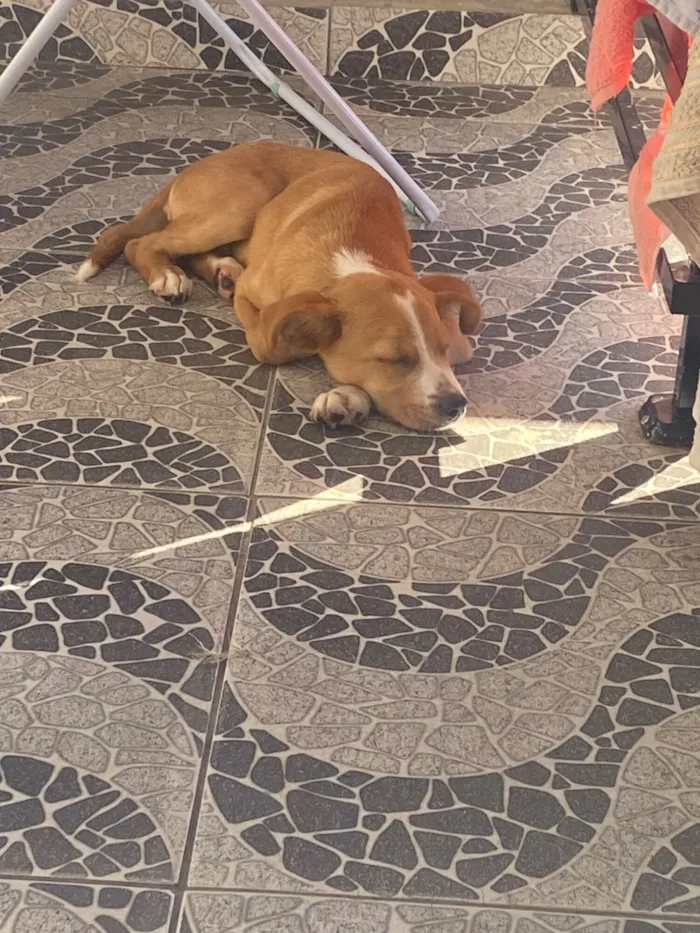 Cachorro raça SRD-ViraLata idade 2 a 6 meses nome Olivier(olly)