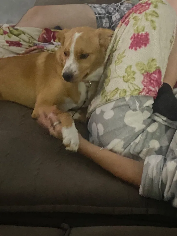 Cachorro raça SRD-ViraLata idade 2 a 6 meses nome Olivier(olly)